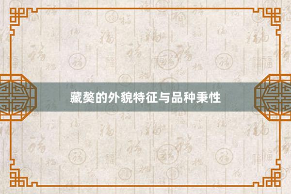 藏獒的外貌特征与品种秉性